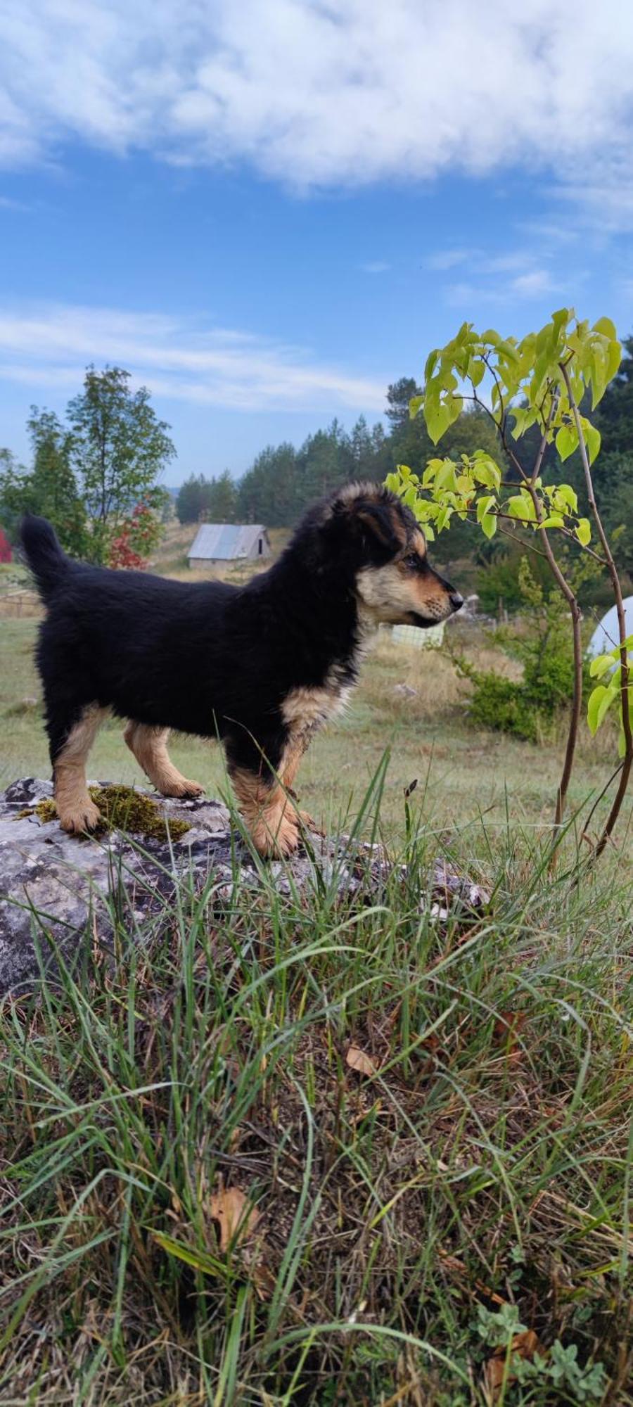 Vukov Konak - Wolf'S Lodge Zabljak  Bagian luar foto